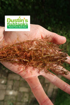 Live Aquarium Plant product image 9
