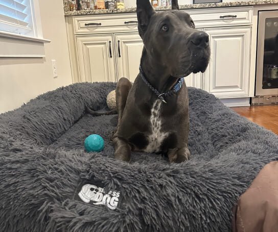 Orthopedic Dog Bed product image 5