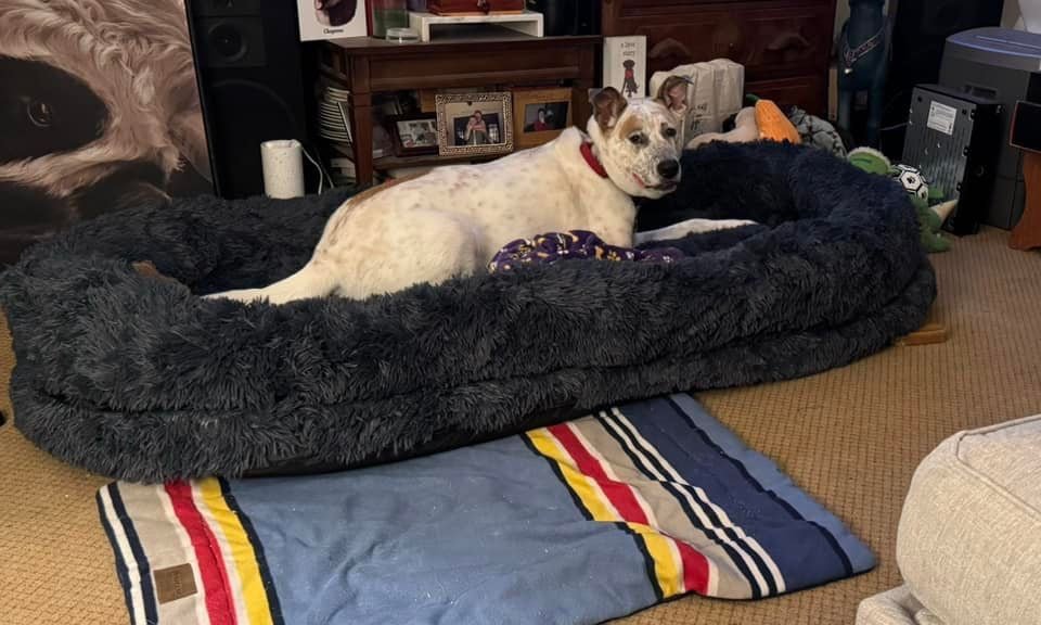 Orthopedic Dog Bed product image 11