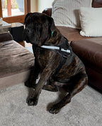 Dog Harness product image 9