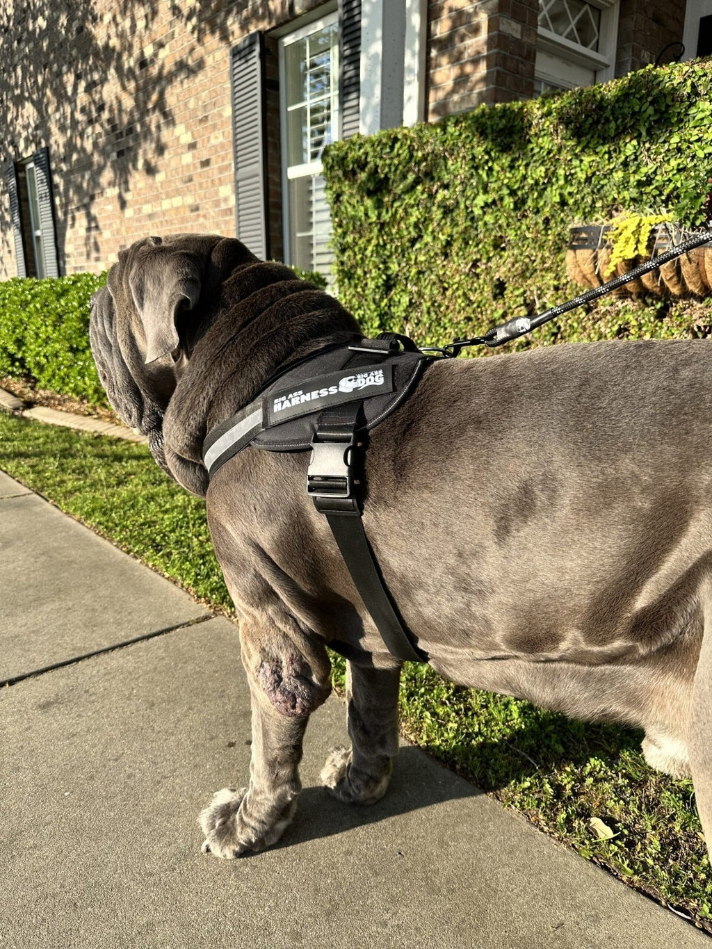 Dog Harness product image 10