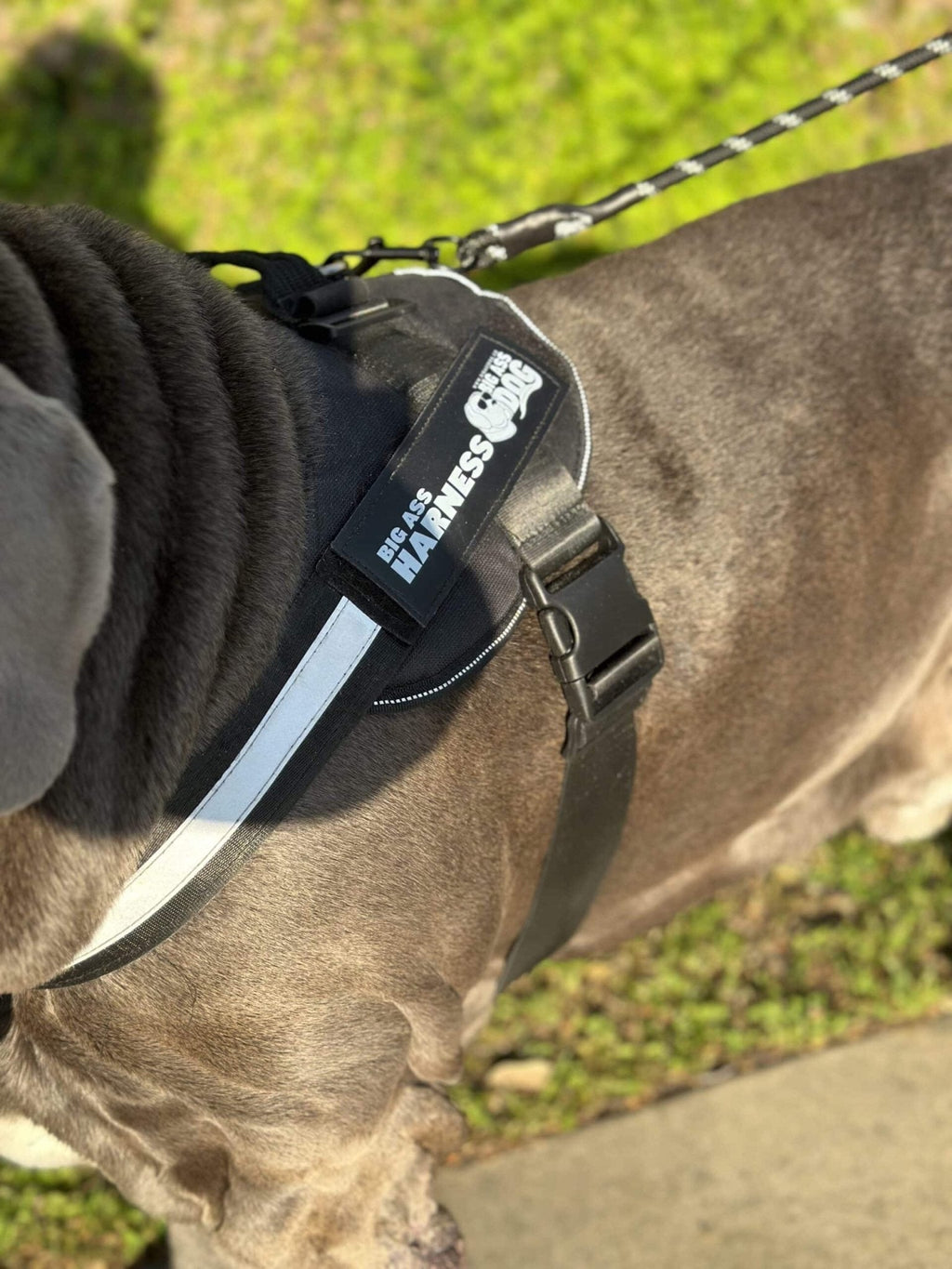 Dog Harness product image 11