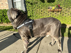 Dog Harness product image 13