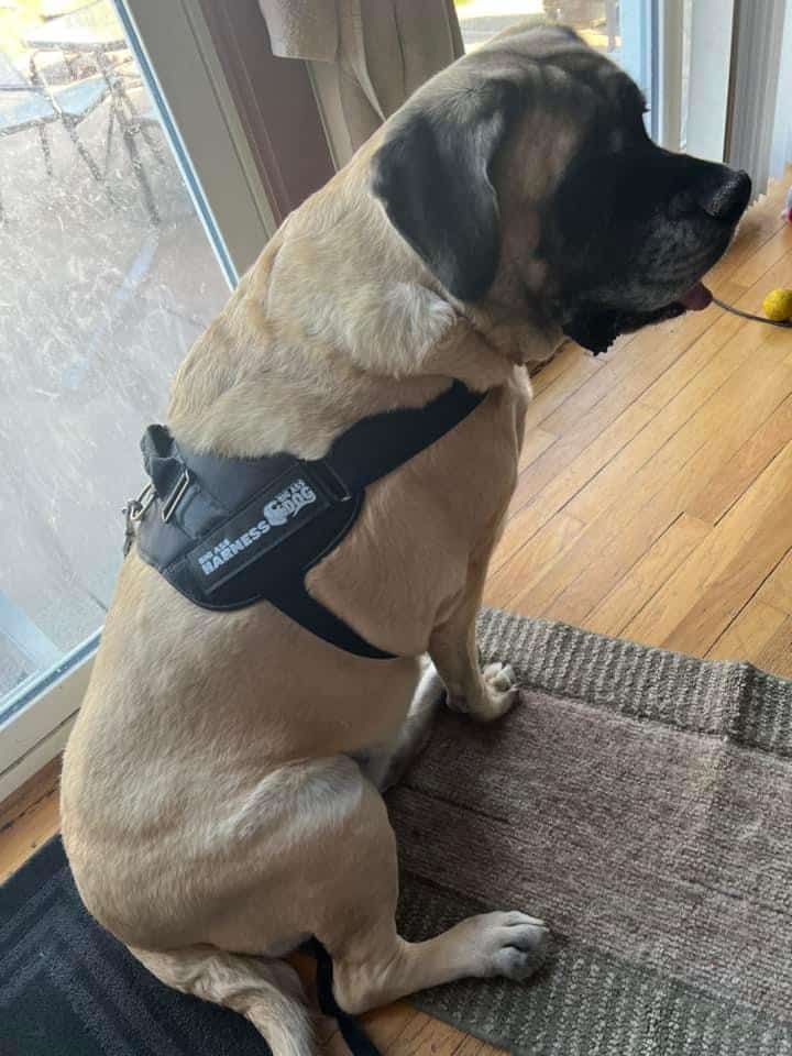 Dog Harness product image 14