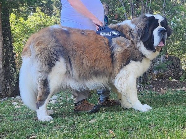 Dog Harness product image 15
