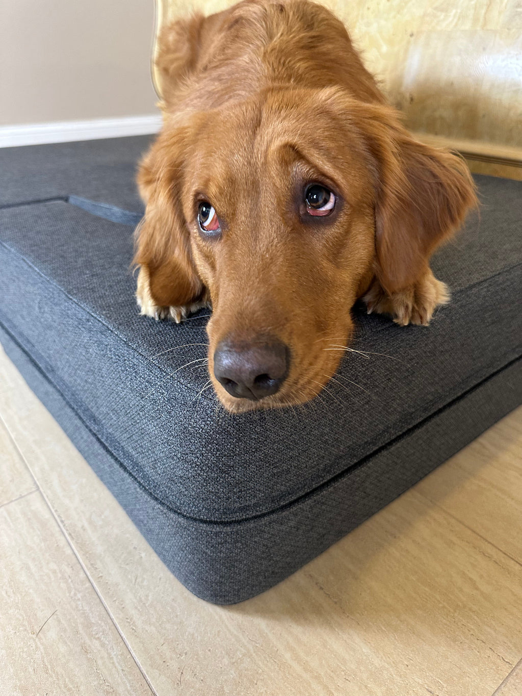 Dog Steps product image 5