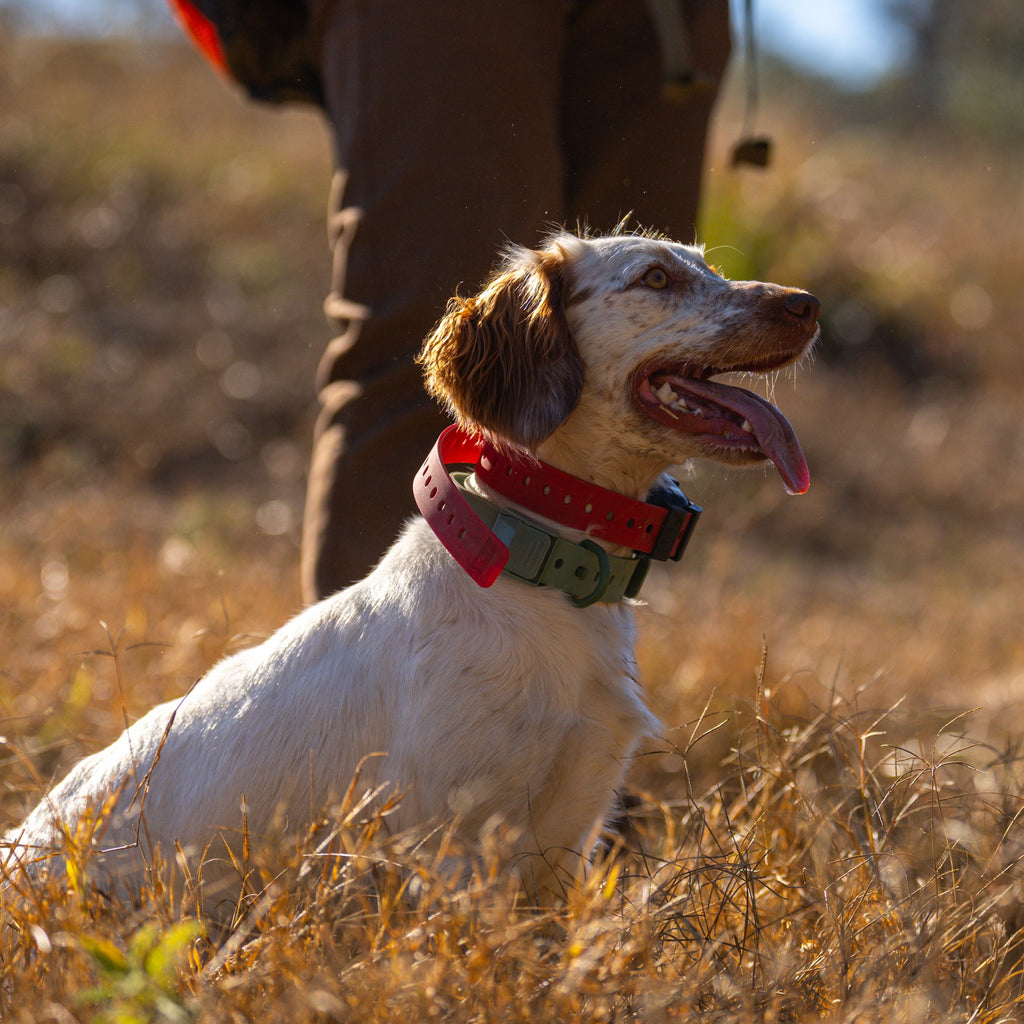 Training Collar Setup product image 8