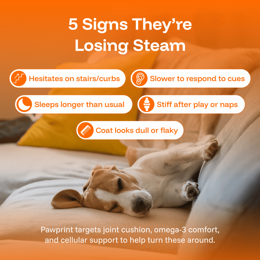 Pawprint Wellness Protocol