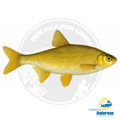 Golden Shiner Live Bait product image 1