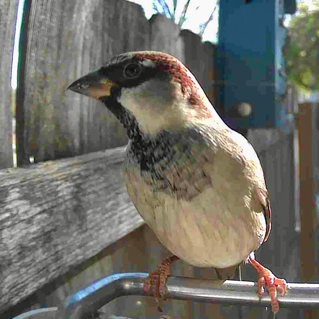 Video Camera Bird Feeder product image 5