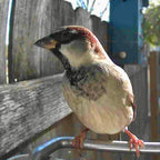 Video Camera Bird Feeder product image 5