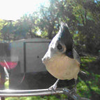 Video Camera Bird Feeder product image 6