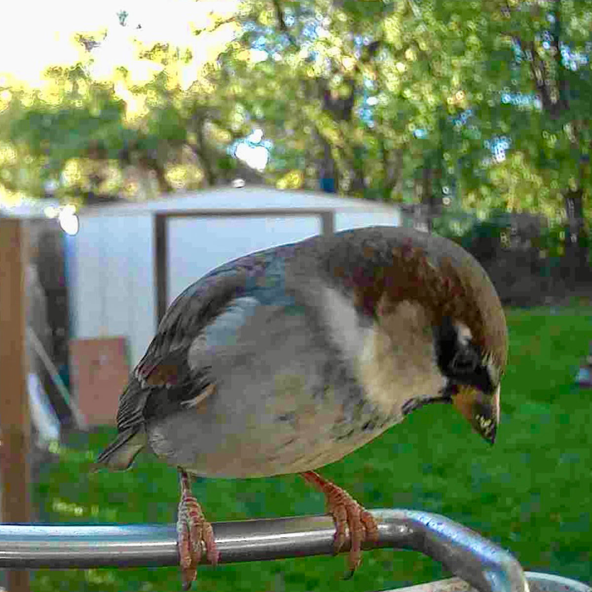 Video Camera Bird Feeder product image 10