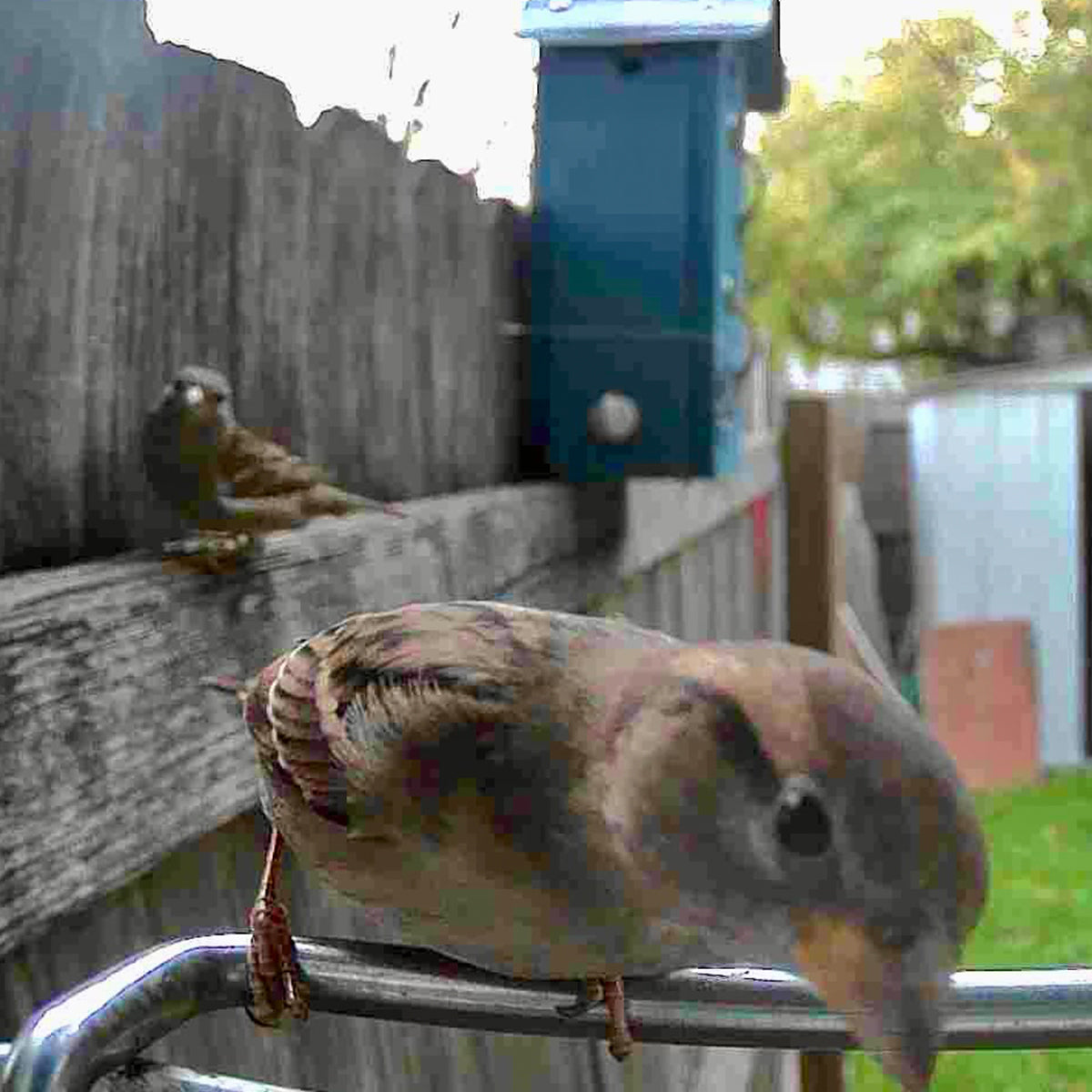 Video Camera Bird Feeder product image 11