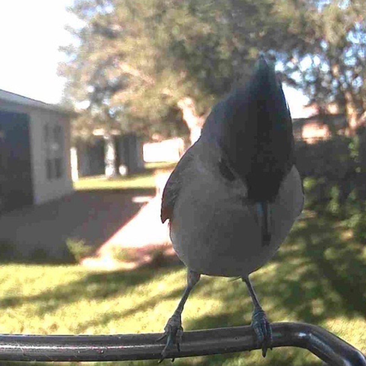 Video Camera Bird Feeder product image 12