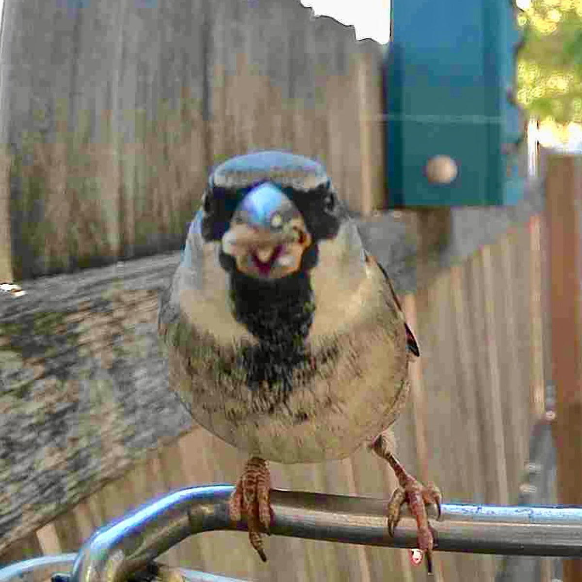 Video Camera Bird Feeder product image 13