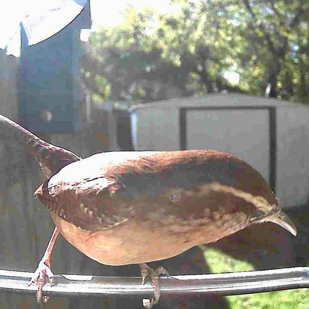 Video Camera Bird Feeder product image 14