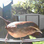 Video Camera Bird Feeder product image 14