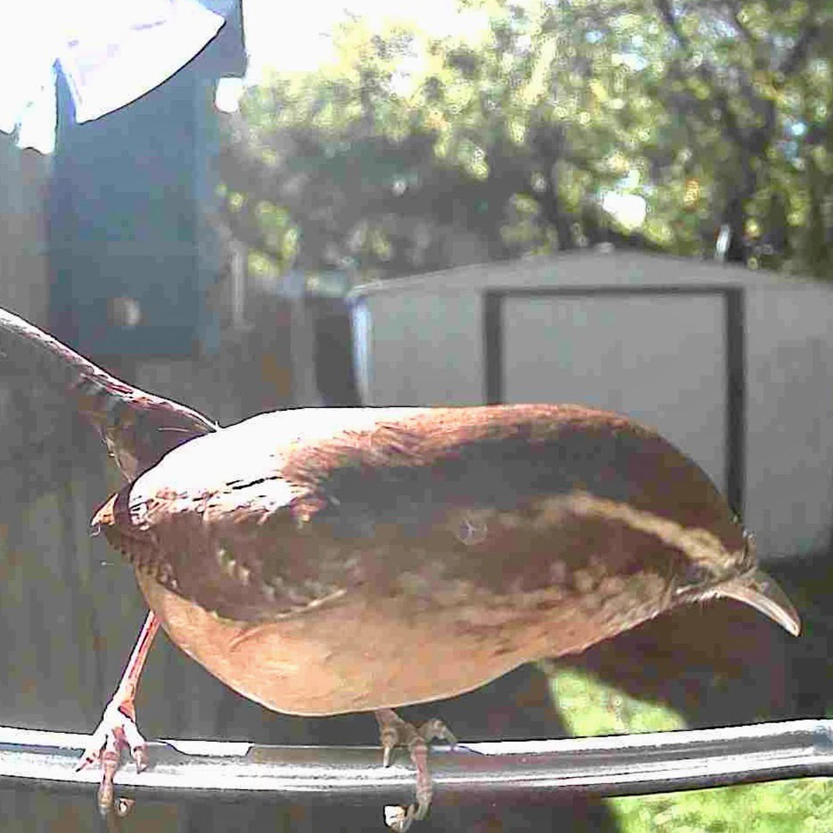 Video Camera Bird Feeder product image 14