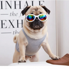 Dog Goggles product image 9