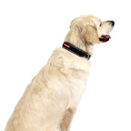 Dog Collar product image 4