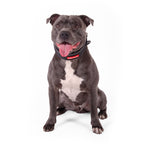 Wide Dog Collar product image 2