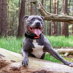 Wide Dog Collar product image 3