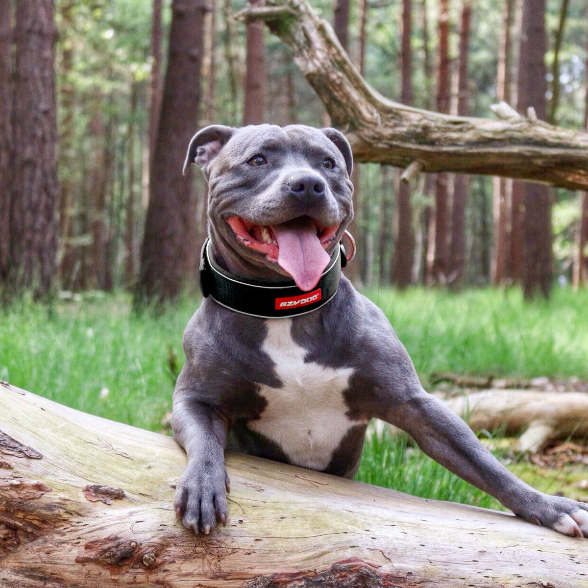Wide Dog Collar product image 3