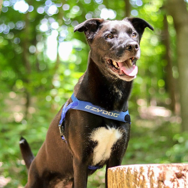 Dog Harness product image 15
