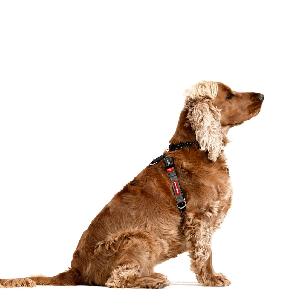 Dog Training Harness product image 2