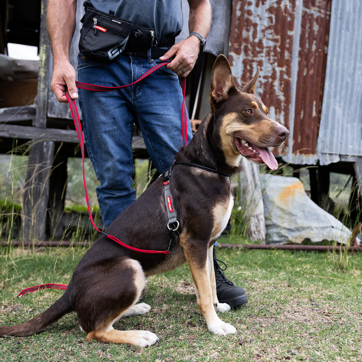 Dog Training Harness product image 10