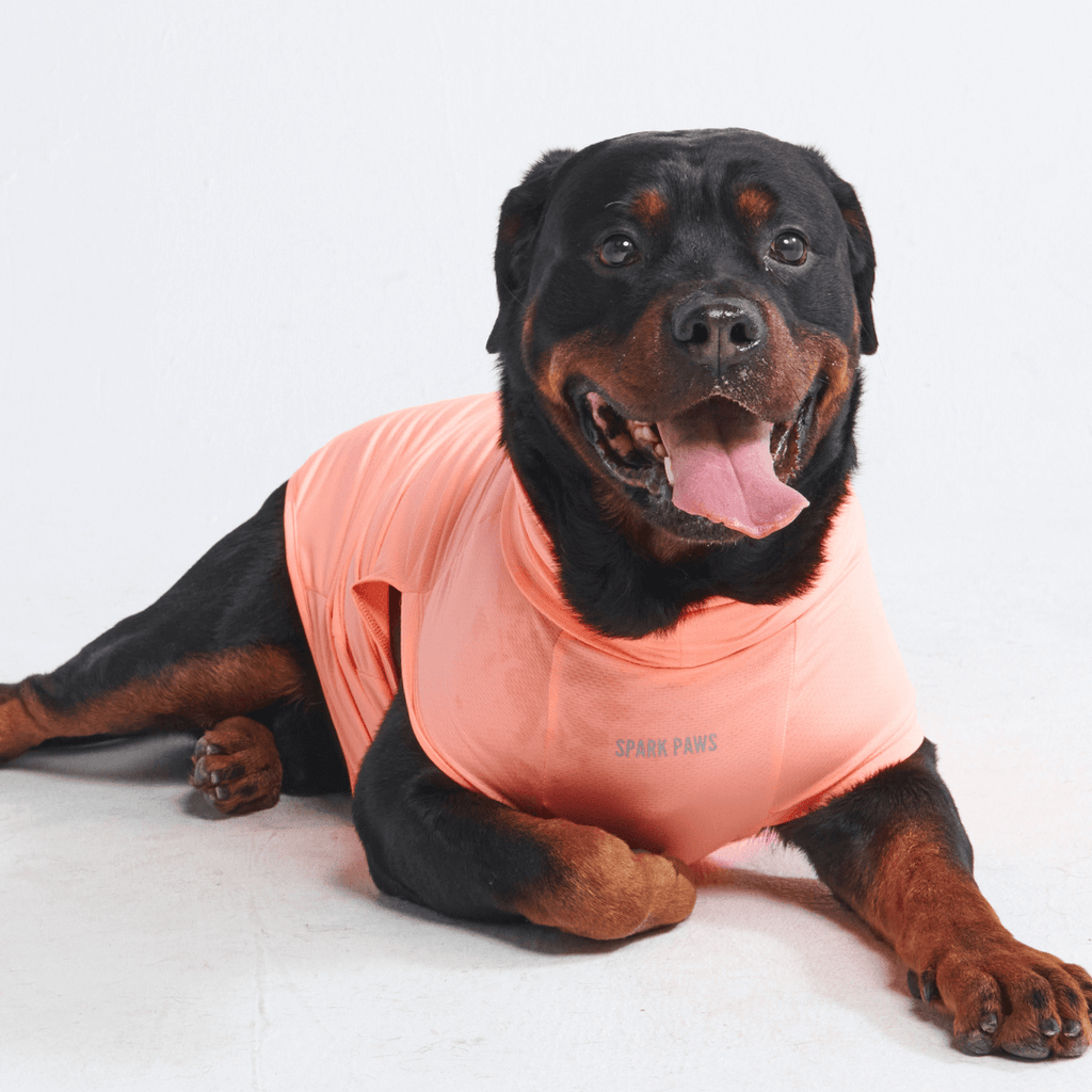 UPF 30 Dog Sun Shirt product image 26