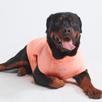 UPF 30 Dog Sun Shirt product image 26
