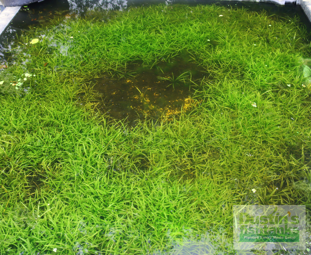 Live Dwarf Sagittaria Aquarium Plant product image 25