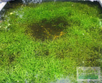 Live Dwarf Sagittaria Aquarium Plant product image 25
