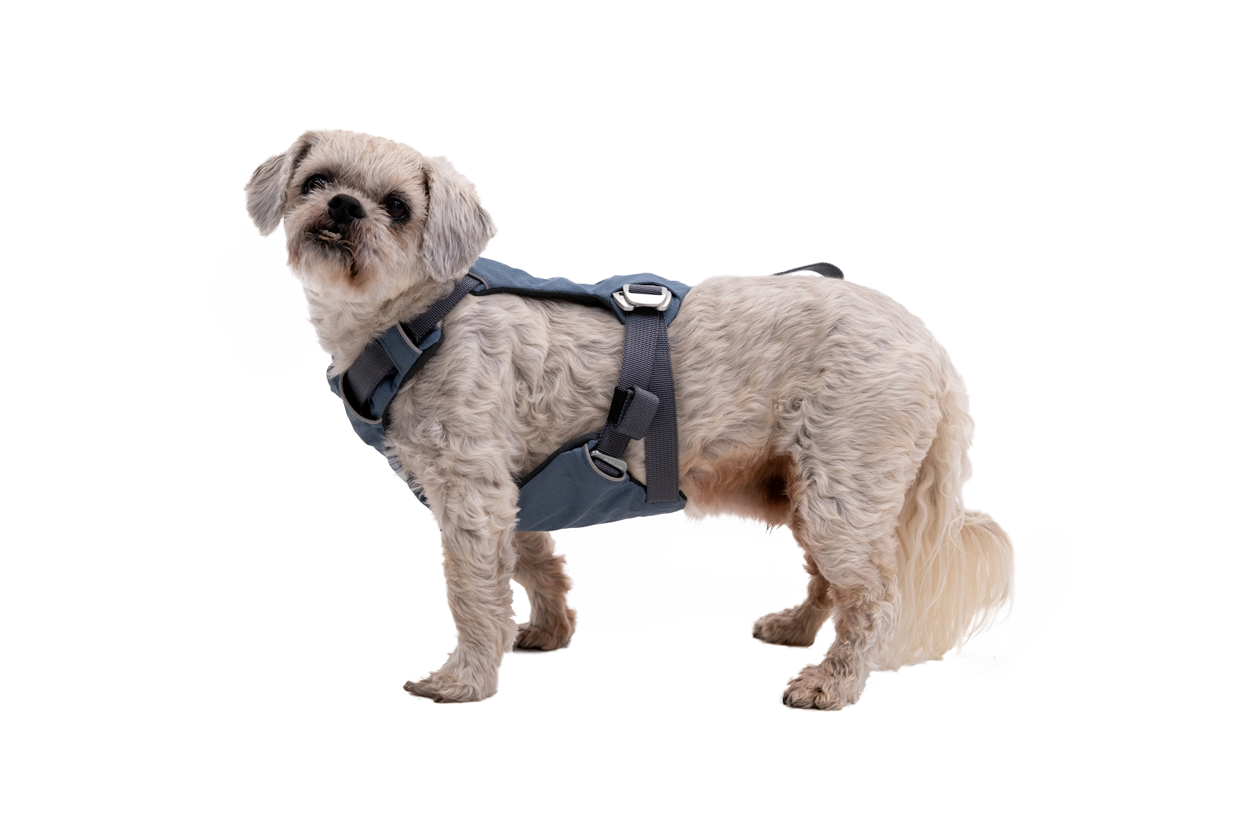 Crash-Tested Dog Car Harness product image 9
