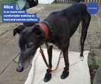 Greyhound and Whippet Dog Boots product image 14