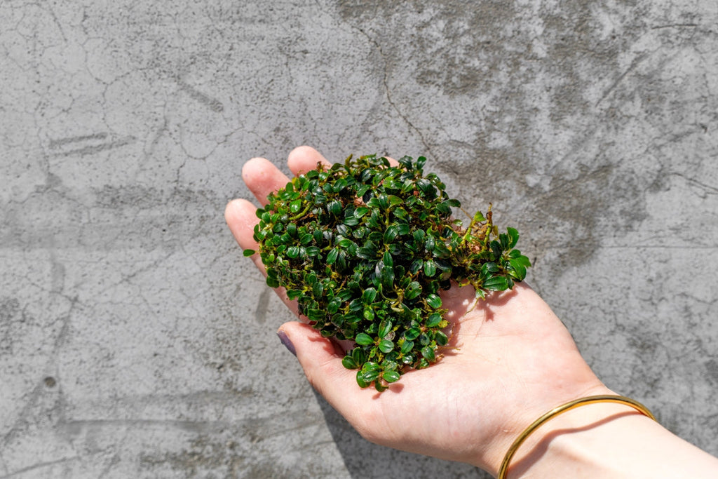 Live Bucephalandra Starter Pack product image 7