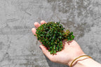 Live Bucephalandra Starter Pack product image 7