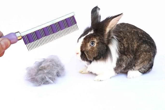 Small Animal Deshedding Comb product image 3