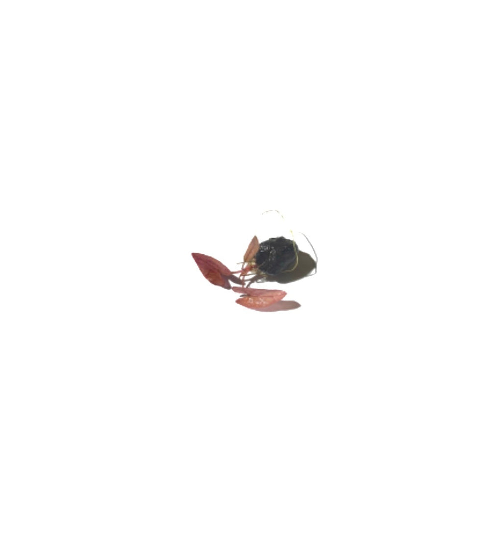 Live Tiger Lotus Aquarium Bulb product image 13