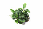 Live Anubias Nana Petite Aquarium Plant product image 39