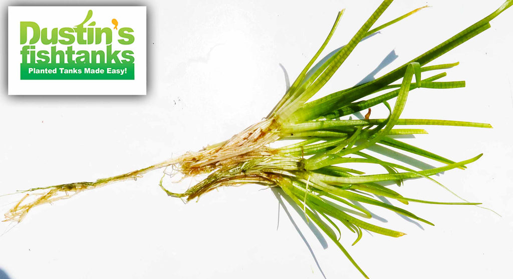 Live Dwarf Sagittaria Aquarium Plant product image 15