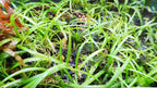 Live Dwarf Sagittaria Aquarium Plant product image 21