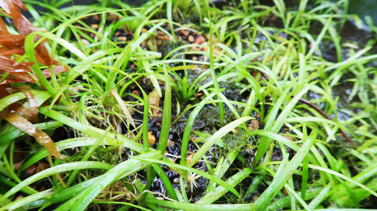 Live Dwarf Sagittaria Aquarium Plant product image 21