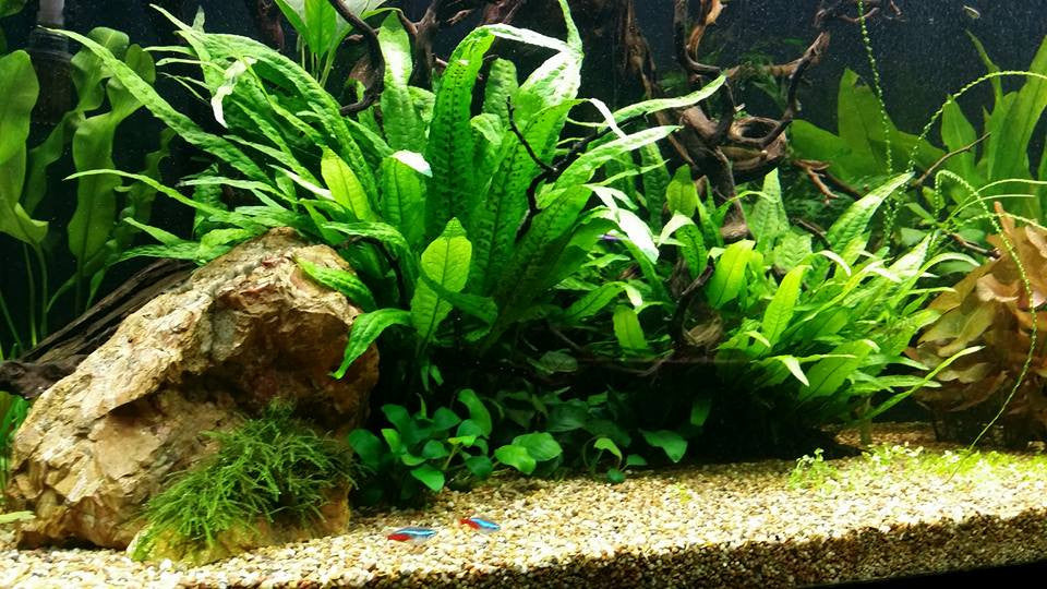 Double-Row Planted Aquarium LED Light product image 17