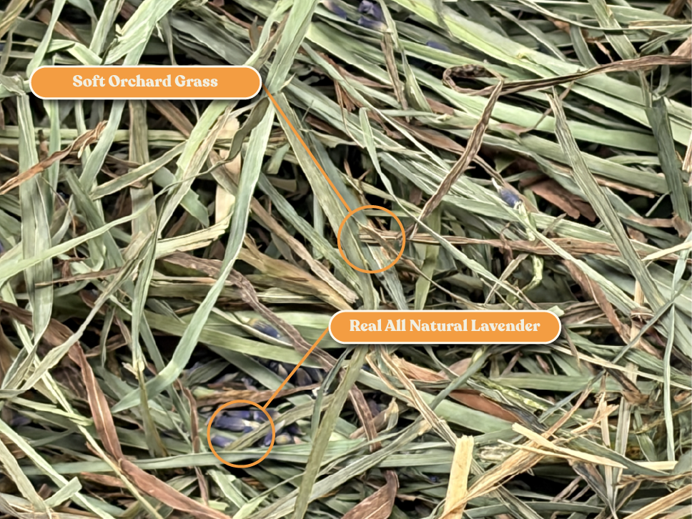 Small Animal Treat: Ultra Premium Lavender Soft Orchard Grass for Rabbits, Guinea Pigs & Chinchillas
