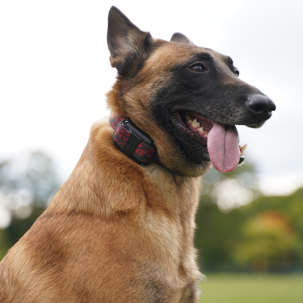 E-Collar Strap product image 8