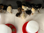 Chicken Coop Heater product image 5