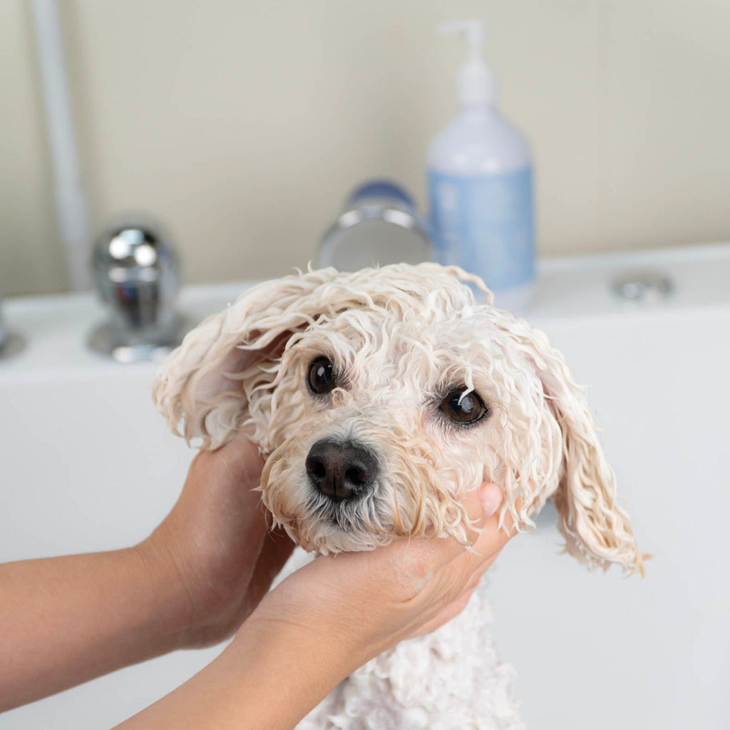 Dog Shampoo for Sensitive Skin, Fragrance-Free 2-in-1 Cleansing with Blueberry Extract & Vitamin B5 for a Nourished Coat